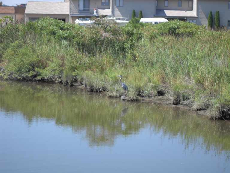 A Blue Heron at Ferry Point Park