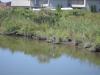 A Blue Heron at Ferry Point Park